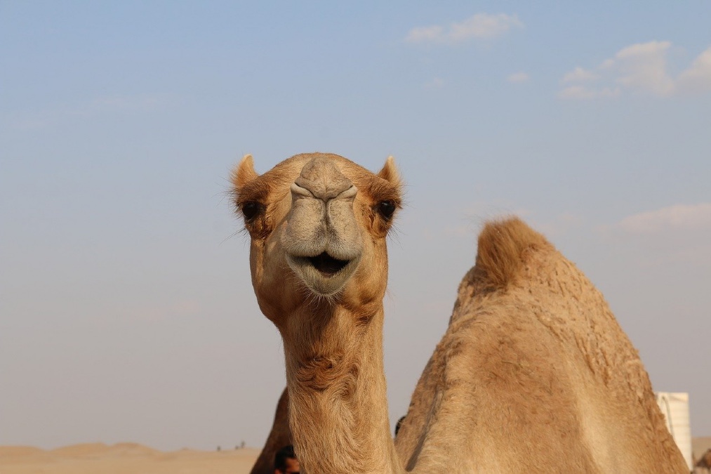 Dubai camel 