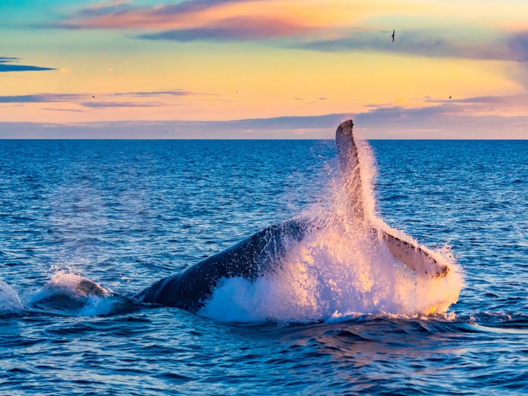 Whale_watching_Iceland_Green_List_Cruise_Blondes