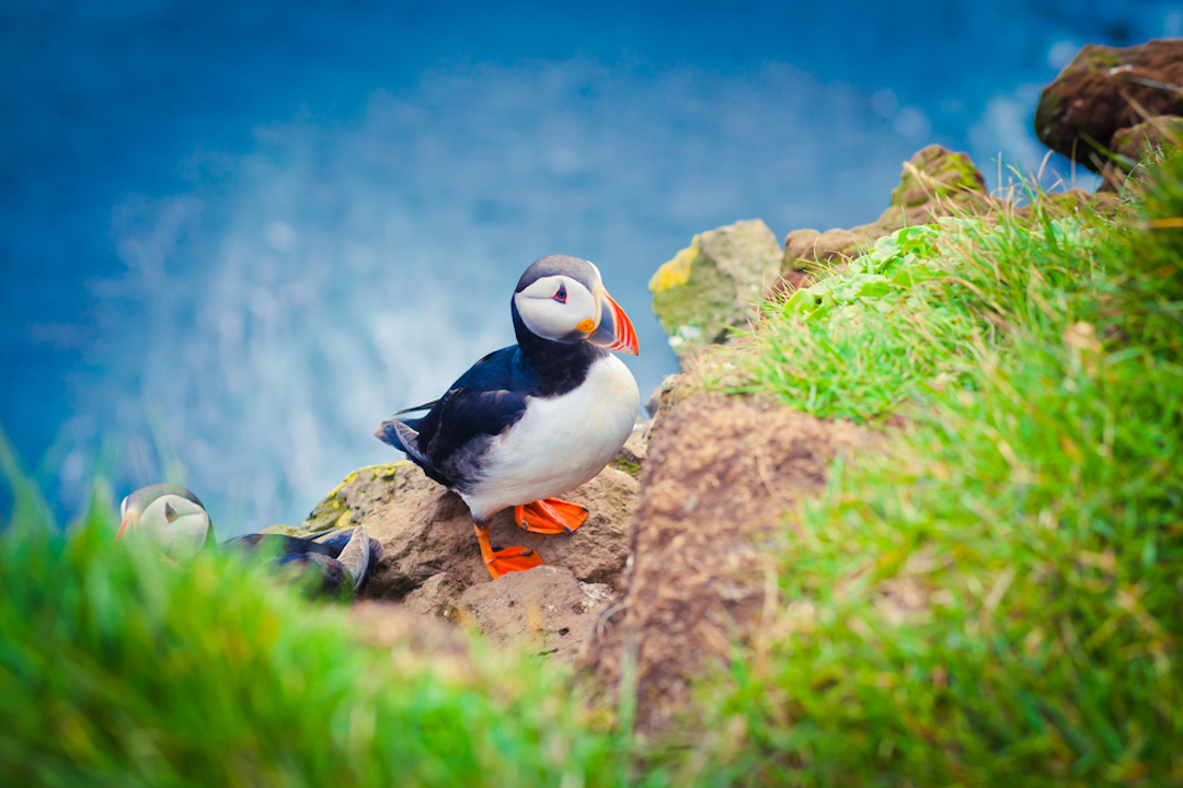 Puffin_Colony_Green_List_iceland_Cruise_Blondes